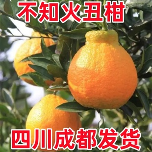 丑橘树苗丑八怪柑橘苗不知火柑橘苗正宗嫁接桔子苗南北方种植果苗