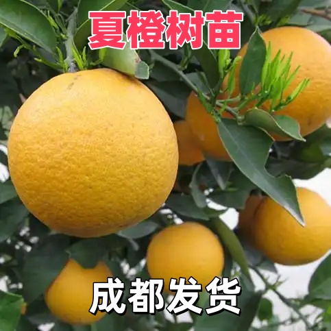 四川夏橙苗果树苗特大苗秭归夏橙树苗脐橙橙子树苗盆栽地栽果树苗