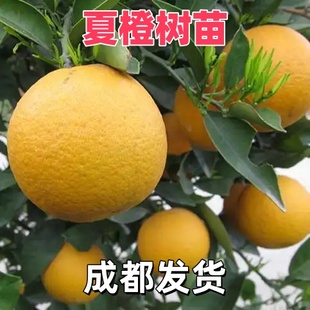 四川夏橙苗果树苗特大苗秭归夏橙树苗脐橙橙子树苗盆栽地栽果树苗