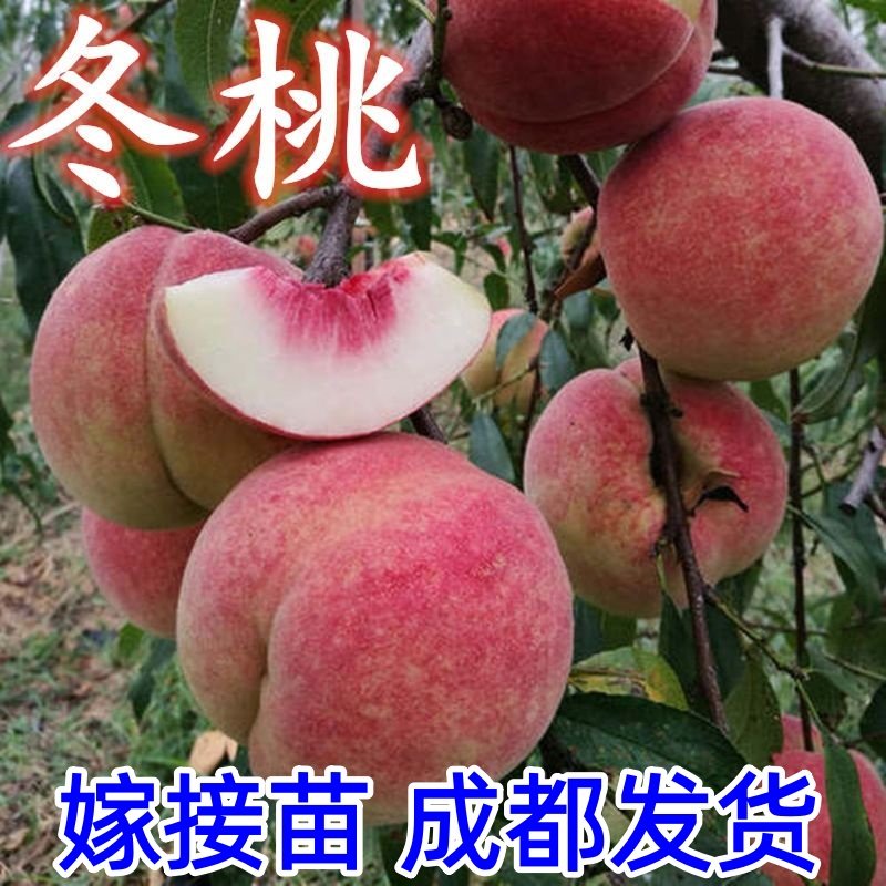 冬桃苗嫁接桃树苗新品种极晚熟桃树苗特大冬桃树苗中华大桃果树苗