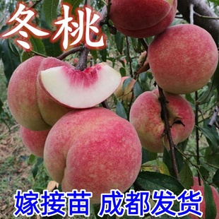 冬桃苗嫁接桃树苗新品种极晚熟桃树苗特大冬桃树苗中华大桃果树苗