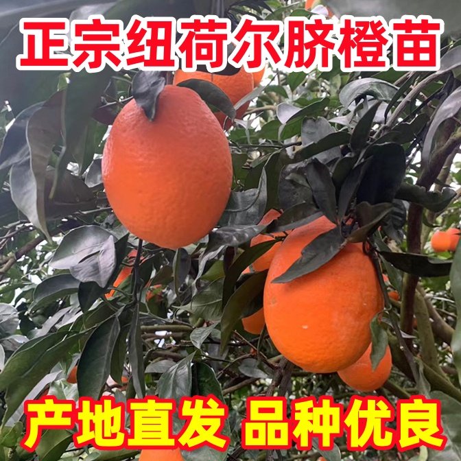 纽荷尔脐橙苗脐橙苗嫁接橙子树苗当年结果南方北方种植果树果苗