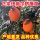 纽荷尔脐橙苗脐橙苗嫁接橙子树苗当年结果南方北方种植果树果苗