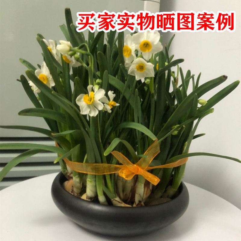 特大号紫砂花盆透气碗莲花盆多肉水仙水培盆铜钱草菖蒲剑山插花盆