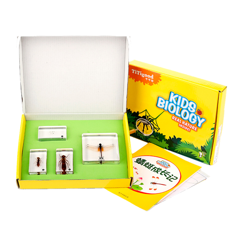 小螃蟹蚕宝宝蜜蜂青蛙蝴蝶小蟋蟀动物昆虫成长记标本幼儿园教具