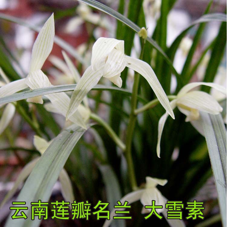 村村寨寨之云南传统莲瓣兰花名品大雪素(丽江石鼓种)两苗起售