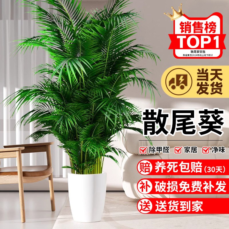 散尾葵植物盆栽客厅大型绿植凤尾竹盆景室内好养落地办公四季常青