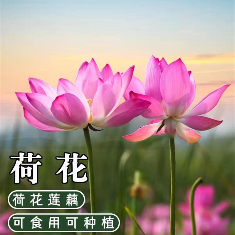 荷花种根苗水培观赏种藕盆栽水养鱼池塘水生植物花卉莲花碗莲睡莲