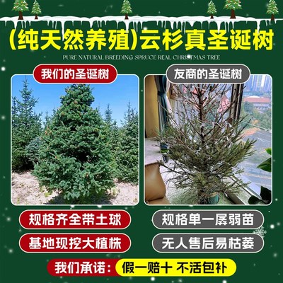 真的圣诞树真树诺贝松挪威云杉盆栽客厅装饰大小型2025新款圣诞节