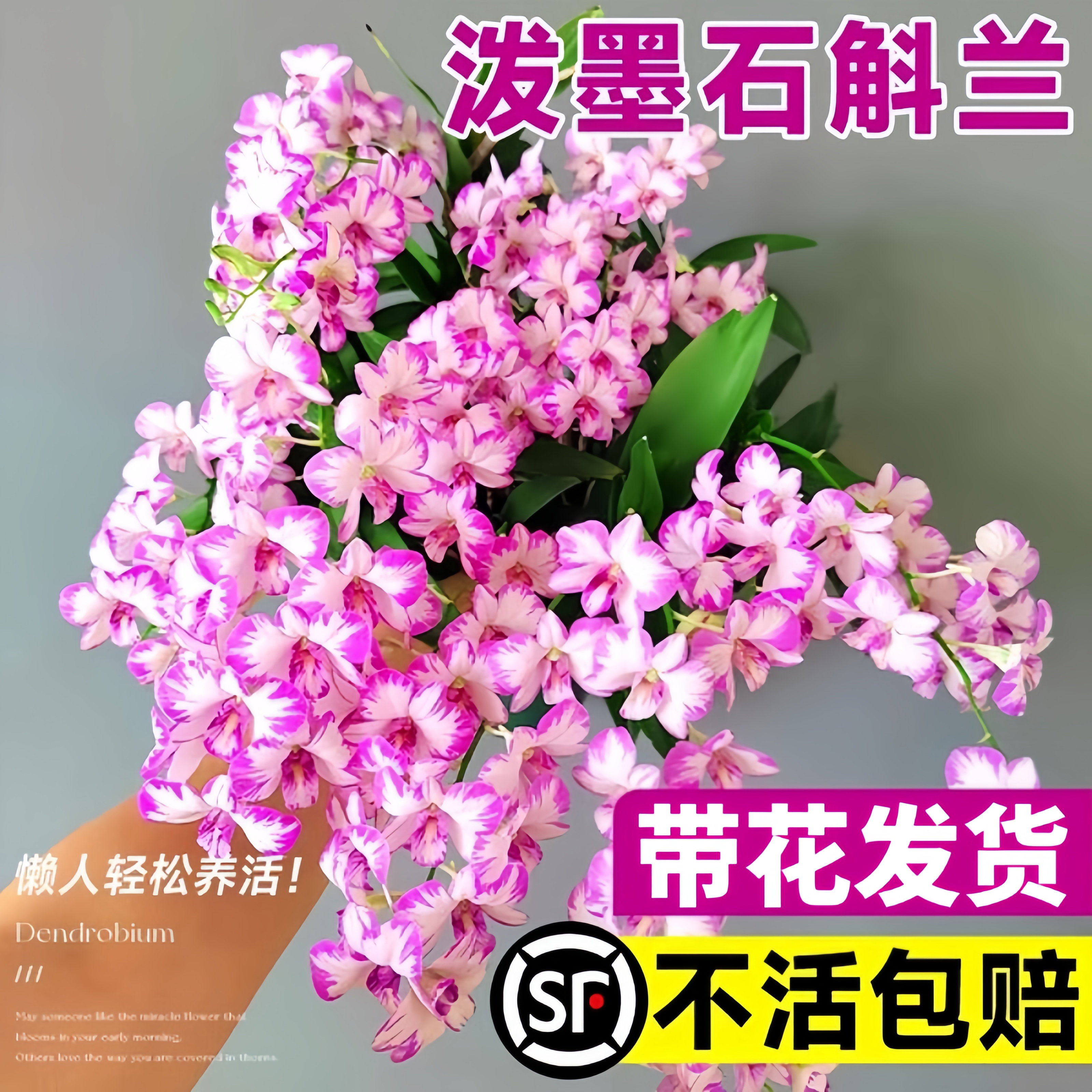 泼墨秋石斛兰盆栽带花苞梦香文心兰名贵花卉植物室内好养四季开花