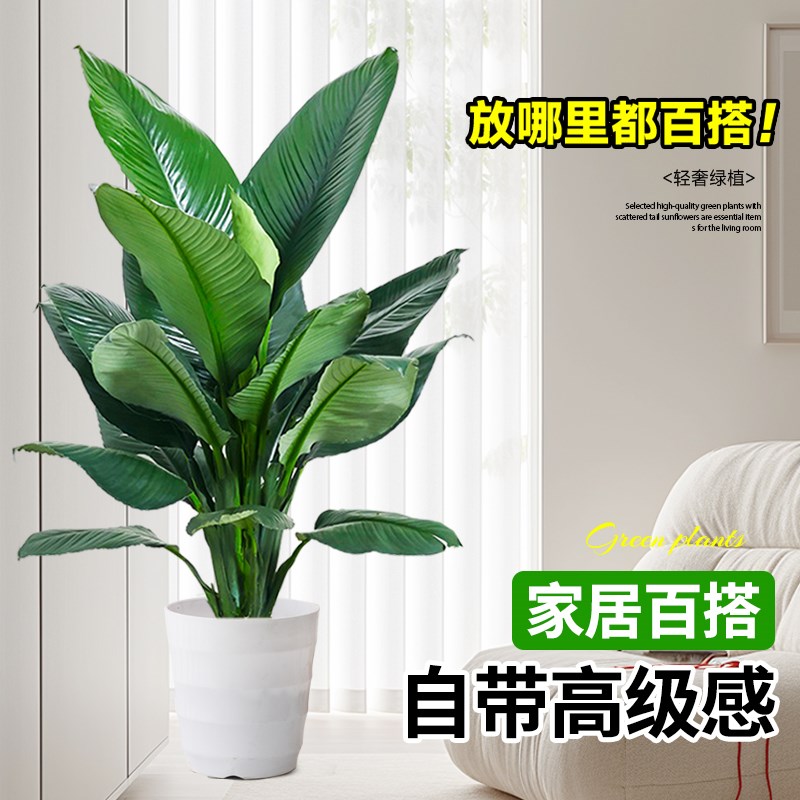 绿巨人盆栽绿植室内大型客厅植物净化空气除甲醛万年青好养活盆景