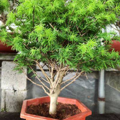 好货室内办公客厅绿植水衫盆景老桩造型盆景观叶植物净化空气吸甲