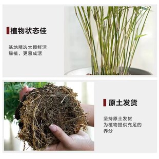 米竹盆栽丛生凤尾竹观音竹庭院植物阳台水培绿植好养盆景青竹子苗