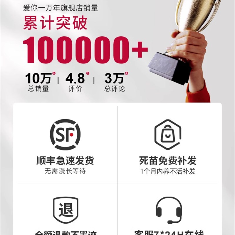 龙须树大型绿植多头龙血树龙铁树发财树室内客厅盆栽花卉植物盆景