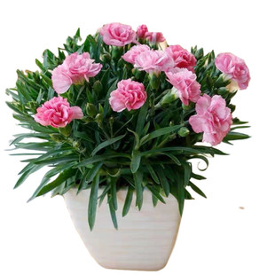 教师节礼物康乃馨鲜花盆栽带花苞欧石竹花苗石竹花卉室内绿植四季