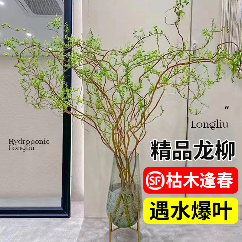 龙柳鲜枝富贵竹客厅水培植物花卉室内盆栽四季好养活水养干支雪柳