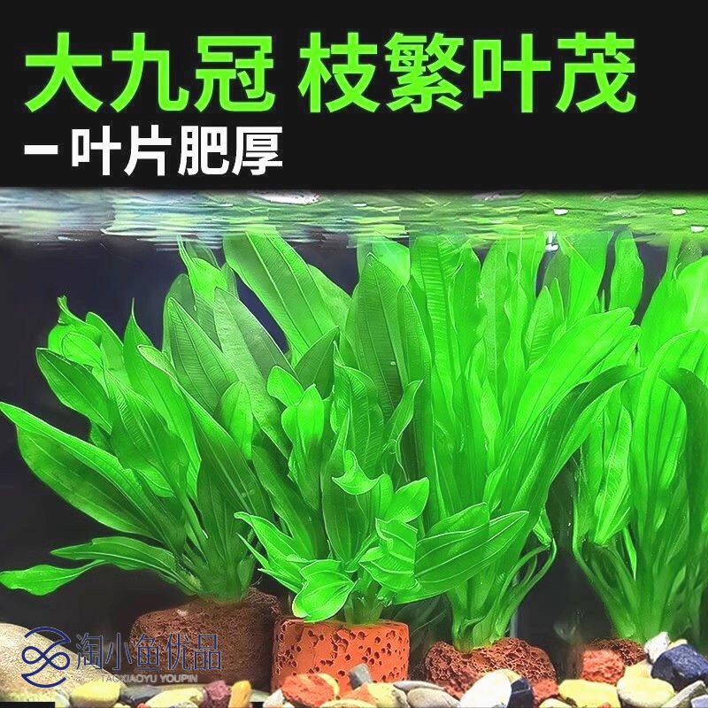 特价水草绿九冠鱼缸水族箱鱼缸造景淡水阴性草沉木造景植物真草