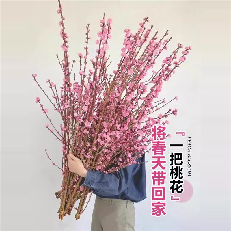 桃花枝水培植物鲜花切枝树干枝花卉室内水养绿植物盆栽耐寒开花