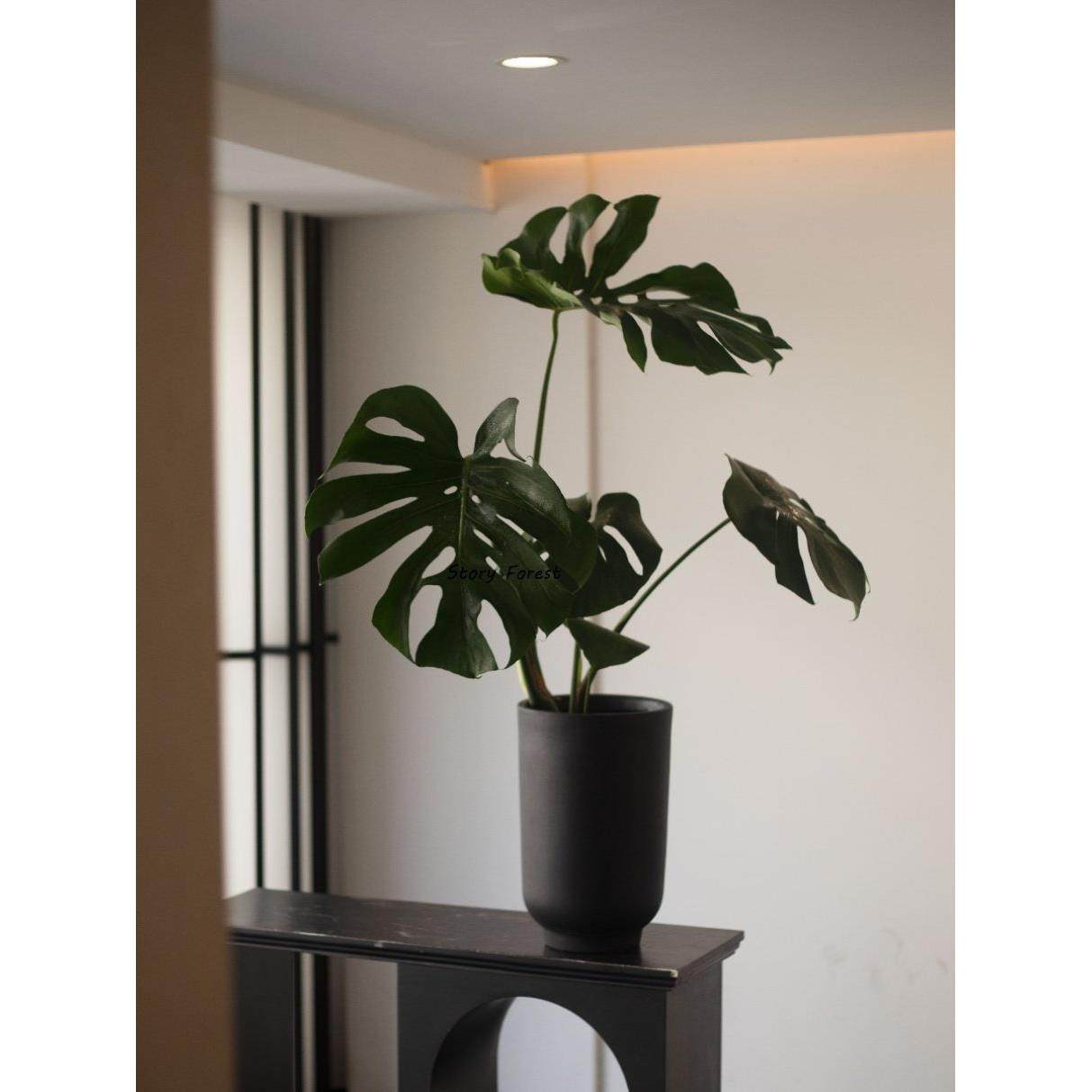 故事森林 巨叶龟背竹室内落地大盆栽四季常绿室内观叶大植物