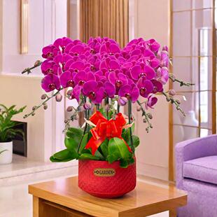 特级蝴蝶兰带花苞盆栽植物鲜花兰花节日乔迁送礼花卉上海同城配送