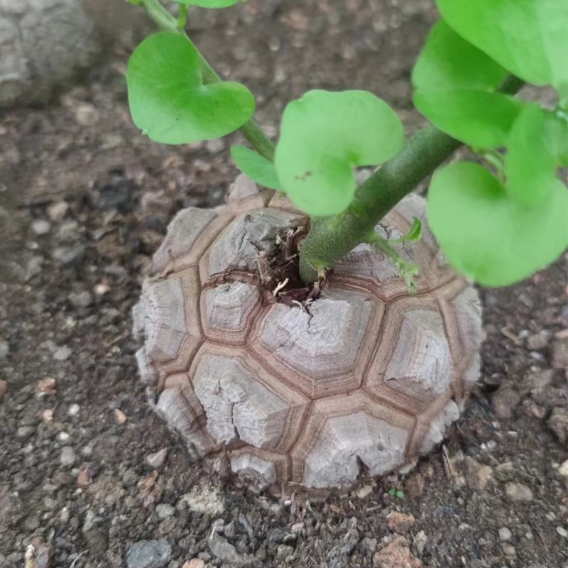 南非龟甲龙墨西哥龟甲龙 籽播实生稀有块根多肉植物 带盆土包邮