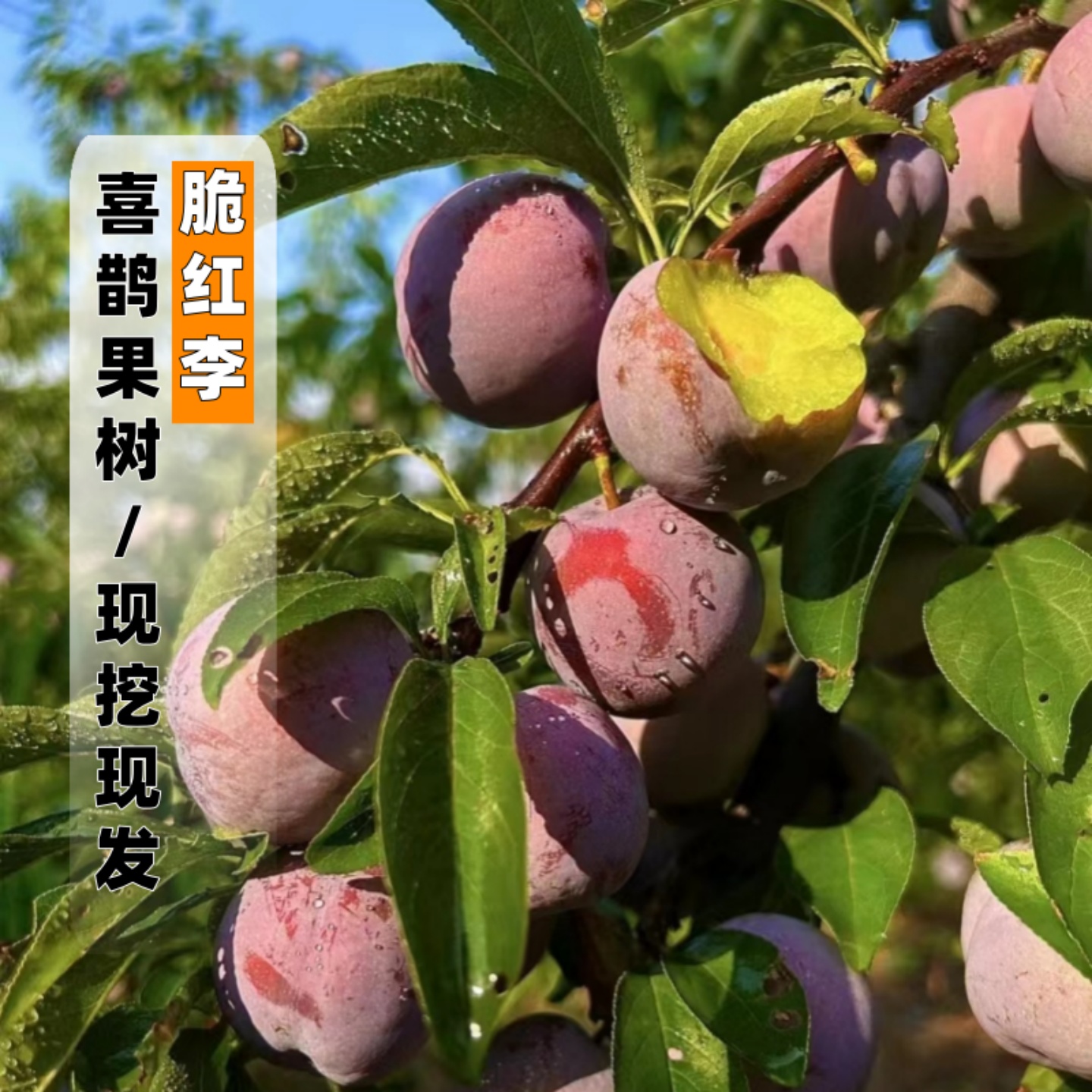 脆红李子树苗现挖现发好成活