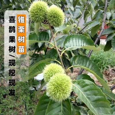 锥栗树苗建瓯锥栗嫁接苗现挖现发