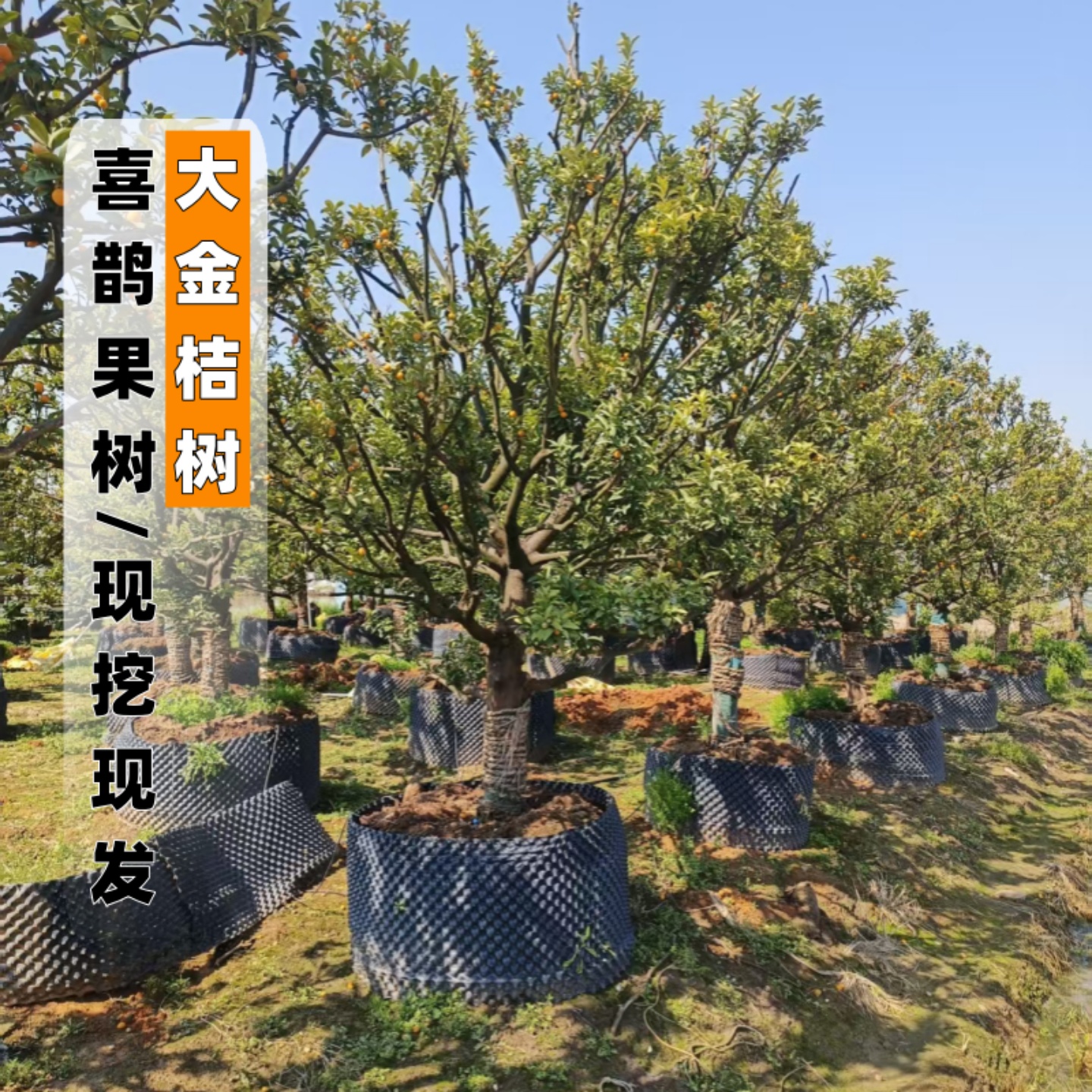 特大金橘树苗现挖现发庭院景观树