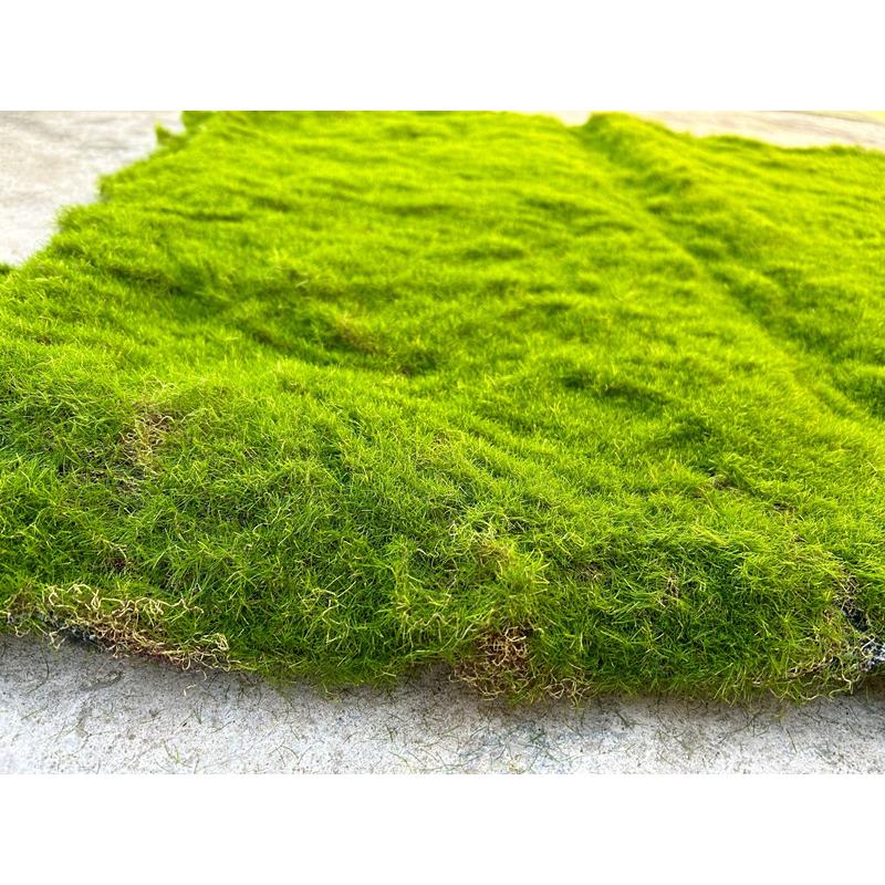 彷真苔藓植绒绿色假苔藓 青苔微景观盆景装饰材料 草坪草皮装饰品