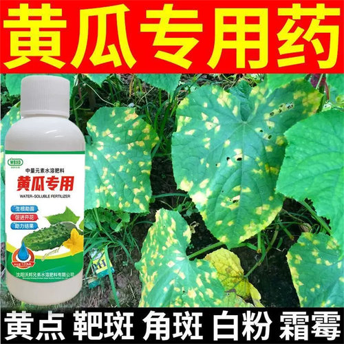 黄瓜专用药黄瓜病全治靶斑病灰