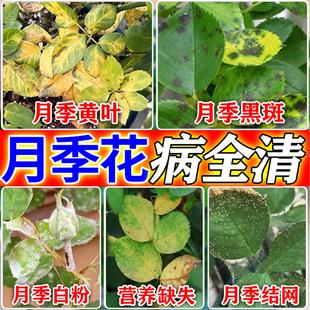 月季 花黄叶黑斑病专用药病虫害常用药肥料玫瑰发黄白粉掉叶营养液