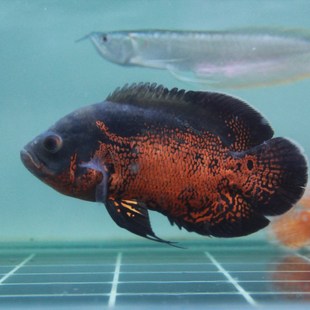 黑白地图鱼猪仔鱼鹦鹉鱼招财银龙鱼中大型淡水宠物热带观赏鱼活体