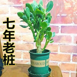玉树植物盆栽室内多肉花卉老桩大型禄植客厅家养四季青家庭绿植