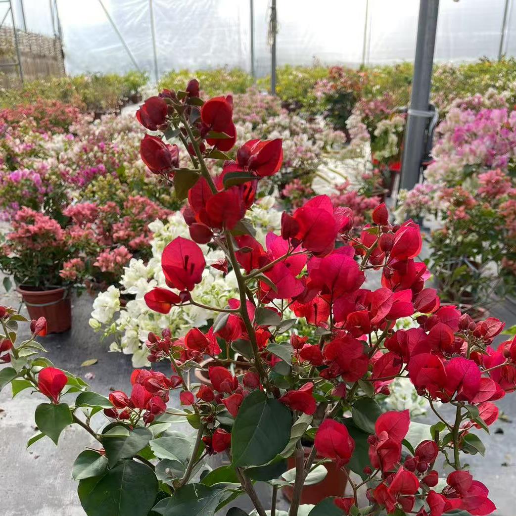 中国红三角梅 四季开花盆栽原盆带花老桩漳红樱绿樱勤花爬藤苗好