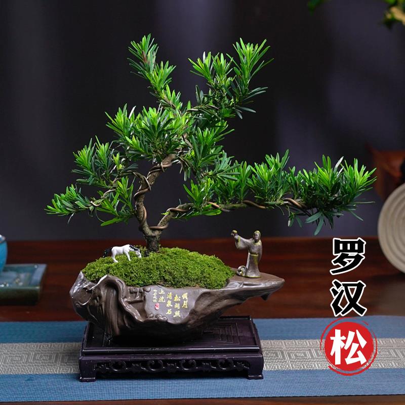 罗汉松盆景老桩植物盆栽雀舌树苗造型树室内花绿植桌面微景观好养