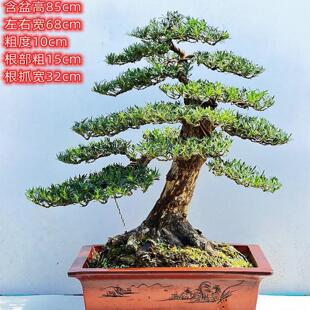 罗汉松盆景提根米叶原生老桩雀舌罗汉松菊花树桩庭院阳台一物一拍