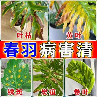 龙鳞春羽营养液黄叶焦边叶子发黄枯叶病锈斑叶黑斑水培烂根杀菌剂
