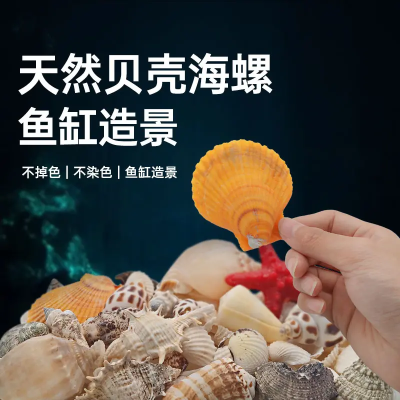 批发鱼缸造景沙滩海螺贝壳装饰品