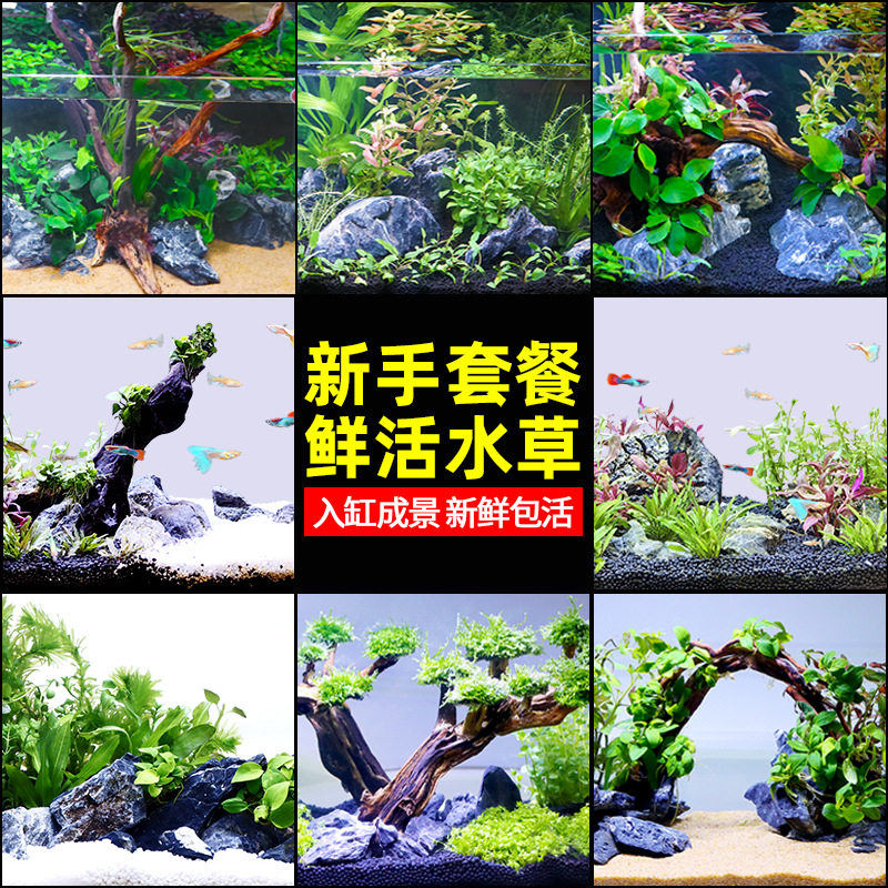 真水草新手前景后景懒人生态好
