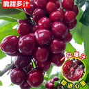 带土带叶 精品嫁接车厘子盆栽地栽南北种植大果耐寒耐旱树苗