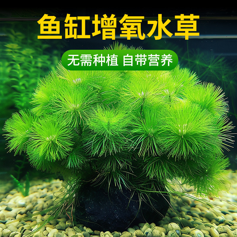 真水草鱼缸水培绿植古法养鱼造景火山石绿菊蜈蚣草金鱼藻净水增氧