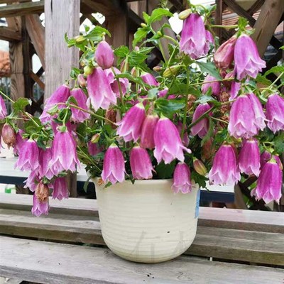 宿根风铃草花苗 紫斑卢布 红衣 萨拉斯托 章鱼等各色【鲁虹园艺】