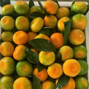 【爆汁蜜桔】湖北当季现摘宜昌蜜桔无籽蜜橘高山桔子酸甜多汁孕妇