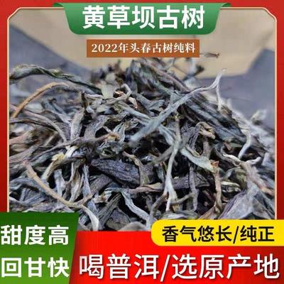 普洱古树茶明前春茶头春头采黄草坝核心区300年古树纯料散茶
