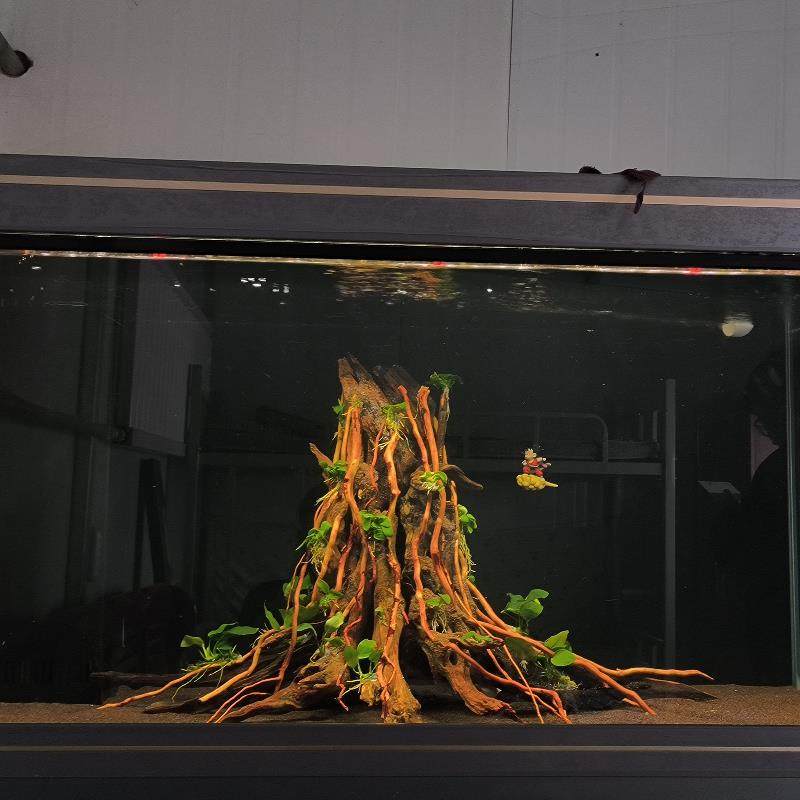 树桩沉木南美缸沉木鱼缸造景骨架造景南美缸造景沉木树桩生命之树