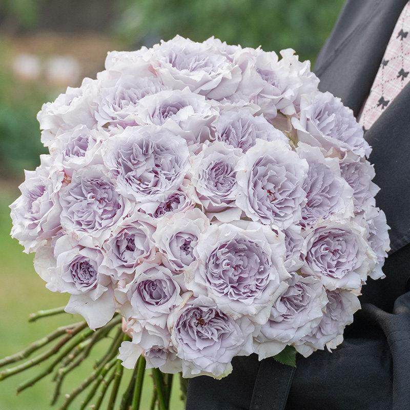 天狼月季霁色庭院紧凑直立型自育浓香观赏性玫瑰花卉盆栽新手推荐,鲜花速递/花卉仿真/绿植园艺,月季/蔷薇/玫瑰,淘宝优惠券,粉丝福利购,淘宝优惠卷