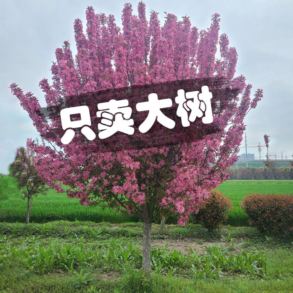 西府海棠花树苗盆栽垂丝海棠大苗海棠苗木本观花花卉植物