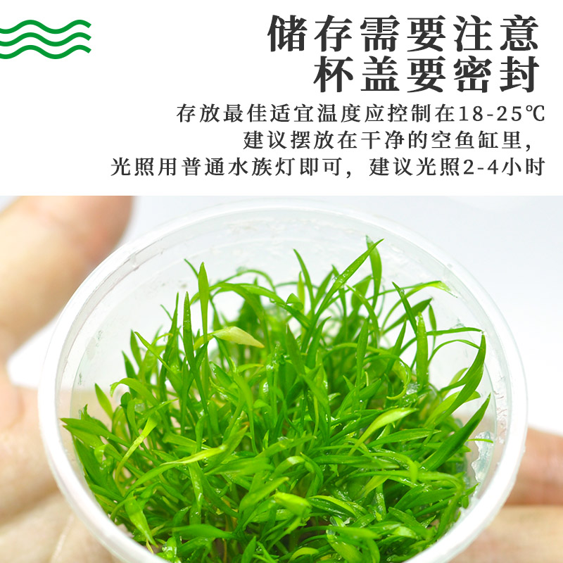 鱼缸造景前景水草爬地矮珍珠迷你矮无菌牛毛淡水活体植物阴性趴地