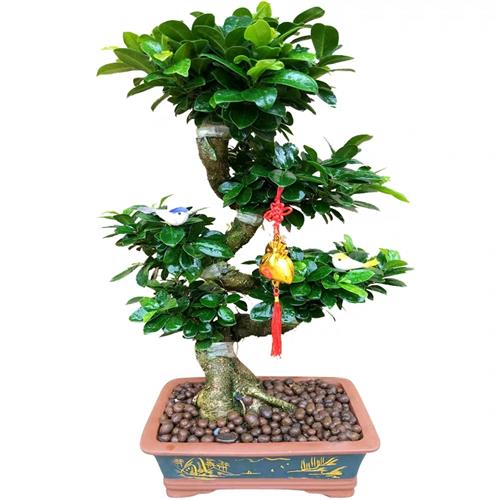 大型绿植金钱榕小叶榕树摇钱树人参榕S型老桩客厅四季常青盆栽