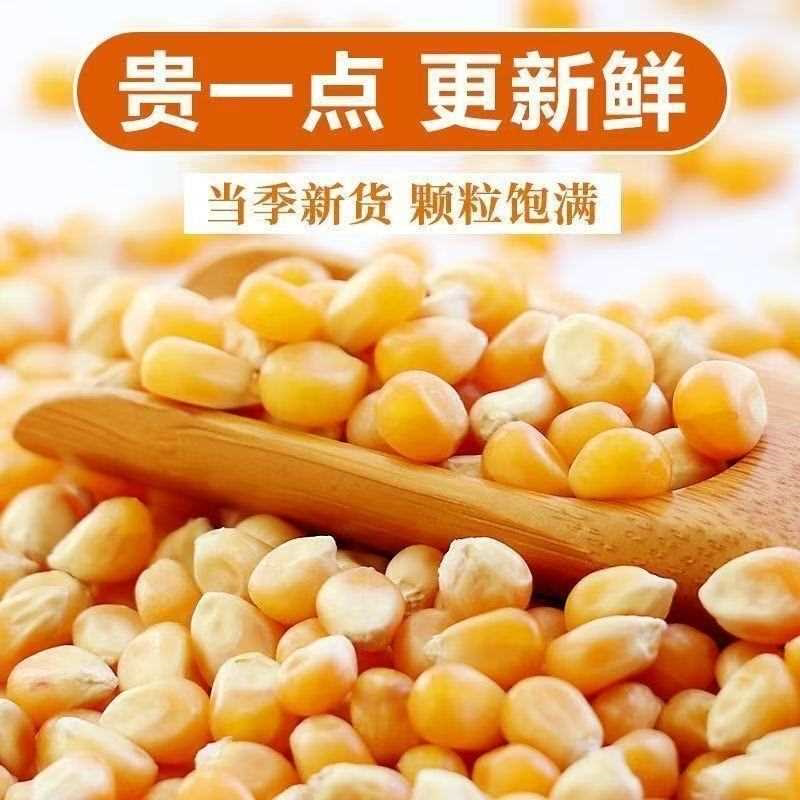 球形玉米粒爆米花专用玉米球形圆形玉米粒爆米花 家用商用玉米粒
